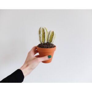 Handmade Mini Crochet Cactus with two stems